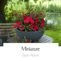 Miniature & Miniflora Roses